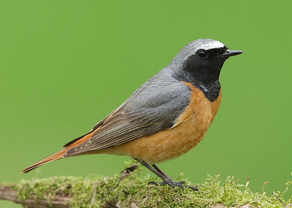 Redstart Phoenicurus phoenicurus