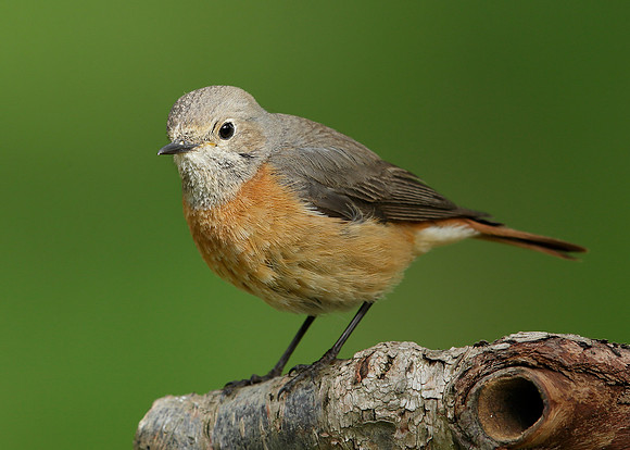 Redstart Phoenicurus phoenicurus