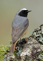 Redstart Phoenicurus phoenicurus