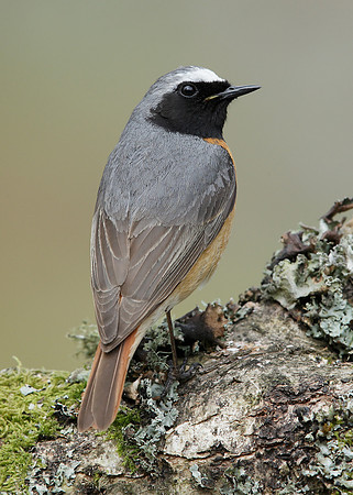 Redstart Phoenicurus phoenicurus