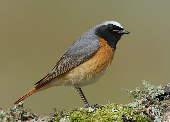Redstart Phoenicurus phoenicurus