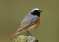 Redstart Phoenicurus phoenicurus