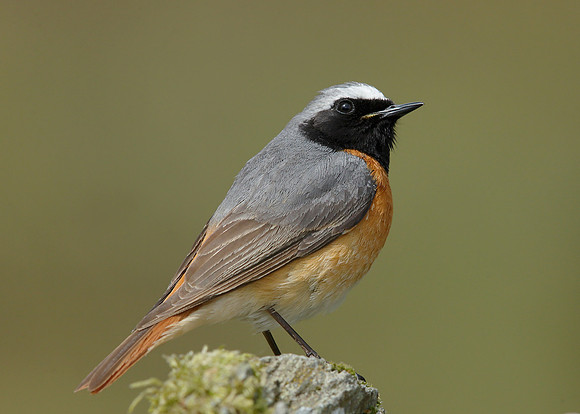 Redstart Phoenicurus phoenicurus