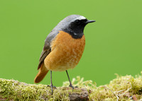 Redstart Phoenicurus phoenicurus