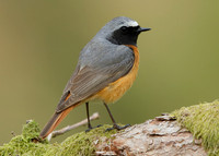 Redstart Phoenicurus phoenicurus