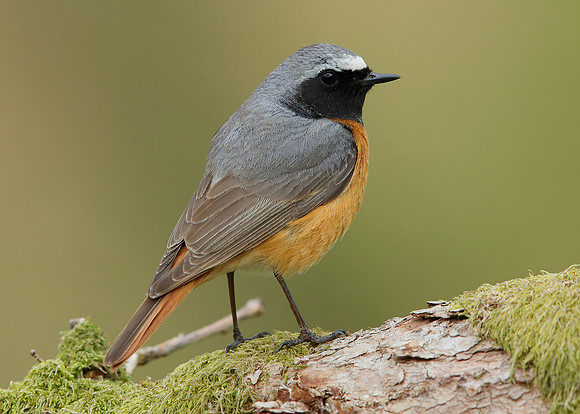 Redstart Phoenicurus phoenicurus