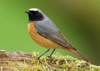 Redstart Phoenicurus phoenicurus