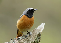 Redstart Phoenicurus phoenicurus