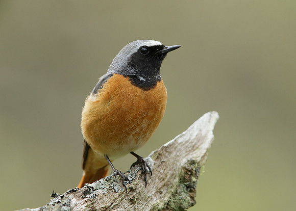 Redstart Phoenicurus phoenicurus