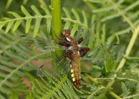Broad-bodied Chaser Libellula depressa