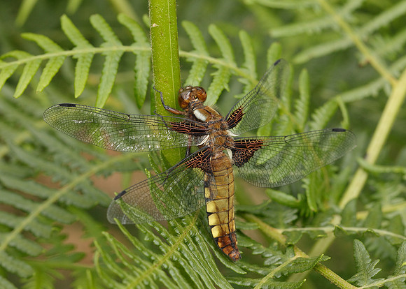 Broad-bodied Chaser Libellula depressa