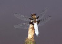 Broad-bodied Chaser Libellula depressa