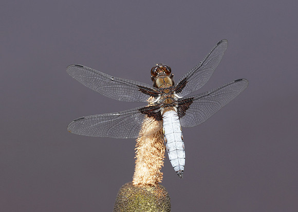Broad-bodied Chaser Libellula depressa