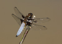 Broad-bodied Chaser Libellula depressa