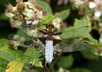 Broad-bodied Chaser Libellula depressa
