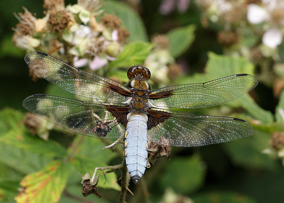 Broad-bodied Chaser Libellula depressa