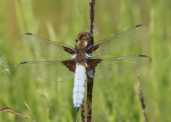 Broad-bodied Chaser Libellula depressa