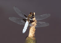 Broad-bodied Chaser Libellula depressa