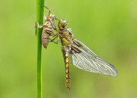 Broad-bodied Chaser Libellula depressa