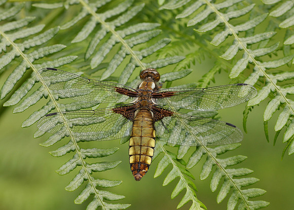 Broad-bodied Chaser Libellula depressa