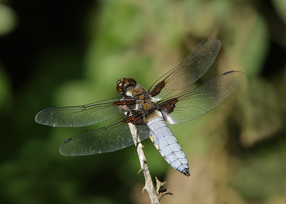 Broad-bodied Chaser Libellula depressa