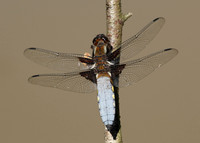 Broad-bodied Chaser Libellula depressa