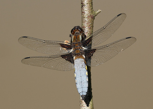 Broad-bodied Chaser Libellula depressa