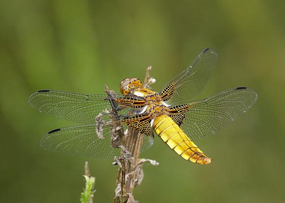 Broad-bodied Chaser Libellula depressa