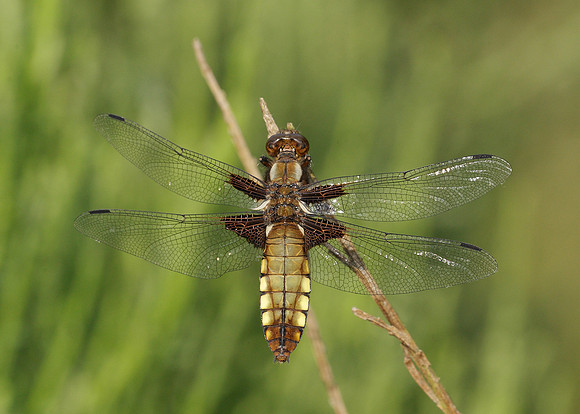 Broad-bodied Chaser Libellula depressa
