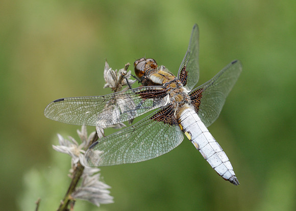 Broad-bodied Chaser Libellula depressa