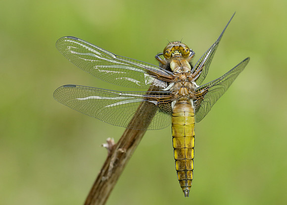 Broad-bodied Chaser Libellula depressa