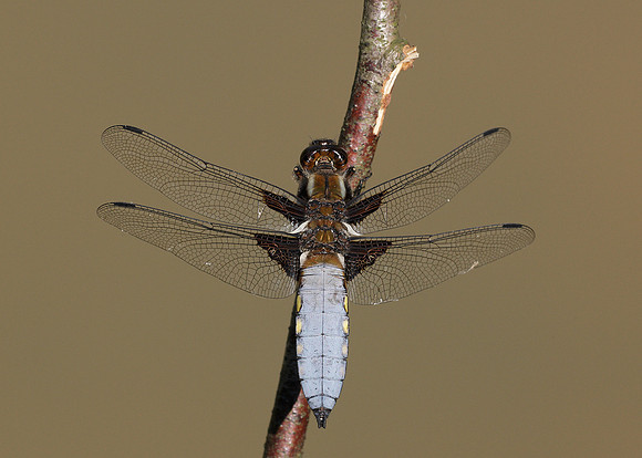 Broad-bodied Chaser Libellula depressa