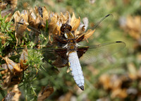 Broad-bodied Chaser Libellula depressa
