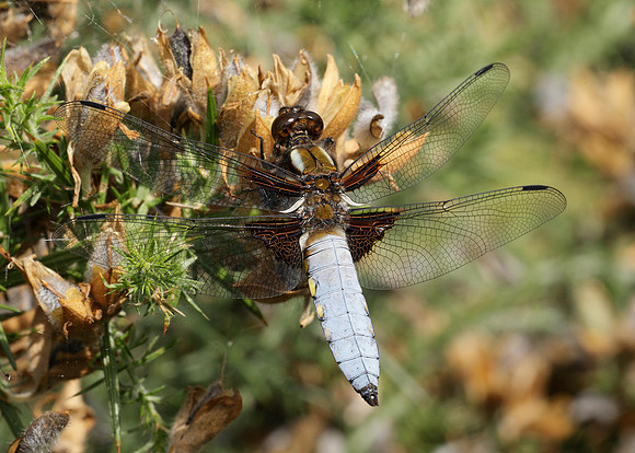 Broad-bodied Chaser Libellula depressa