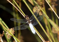 Broad-bodied Chaser Libellula depressa