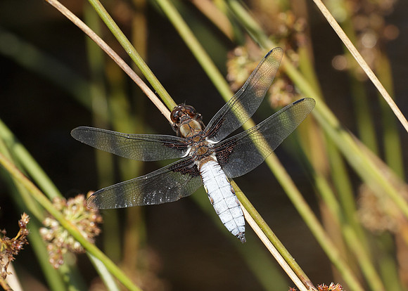 Broad-bodied Chaser Libellula depressa