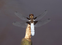 Broad-bodied Chaser Libellula depressa