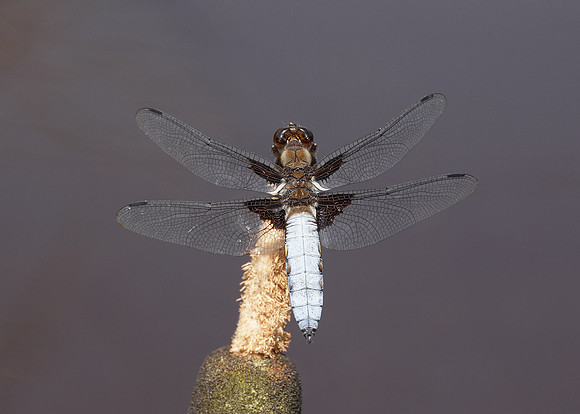 Broad-bodied Chaser Libellula depressa