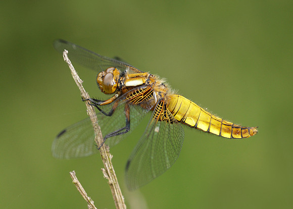 Broad-bodied Chaser Libellula depressa