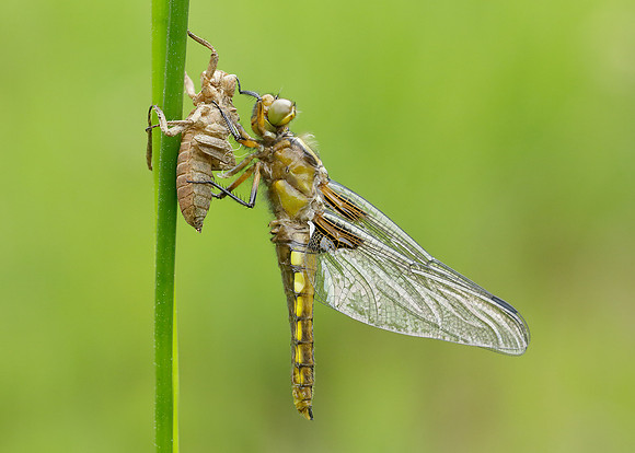 Broad-bodied Chaser Libellula depressa