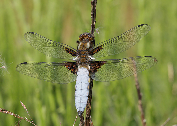 Broad-bodied Chaser Libellula depressa