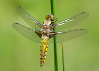 Broad-bodied Chaser Libellula depressa