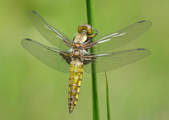 Broad-bodied Chaser Libellula depressa