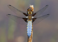 Broad-bodied Chaser Libellula depressa
