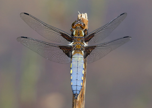 Broad-bodied Chaser Libellula depressa