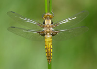 Broad-bodied Chaser Libellula depressa