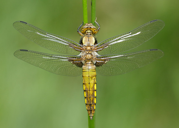 Broad-bodied Chaser Libellula depressa