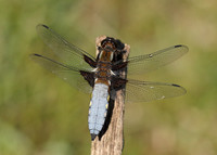 Broad-bodied Chaser Libellula depressa