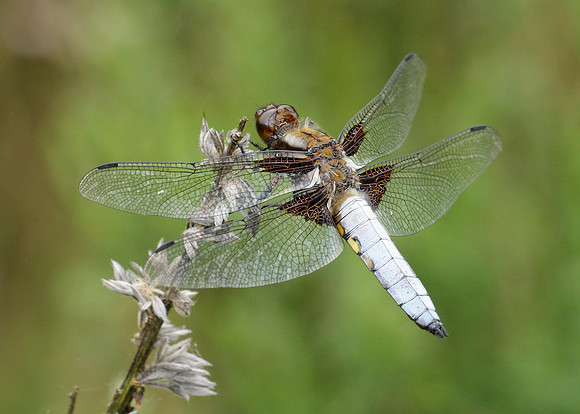 Broad-bodied Chaser Libellula depressa
