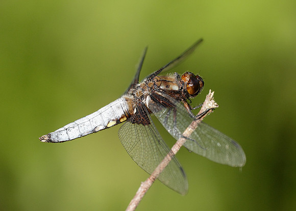 Broad-bodied Chaser Libellula depressa
